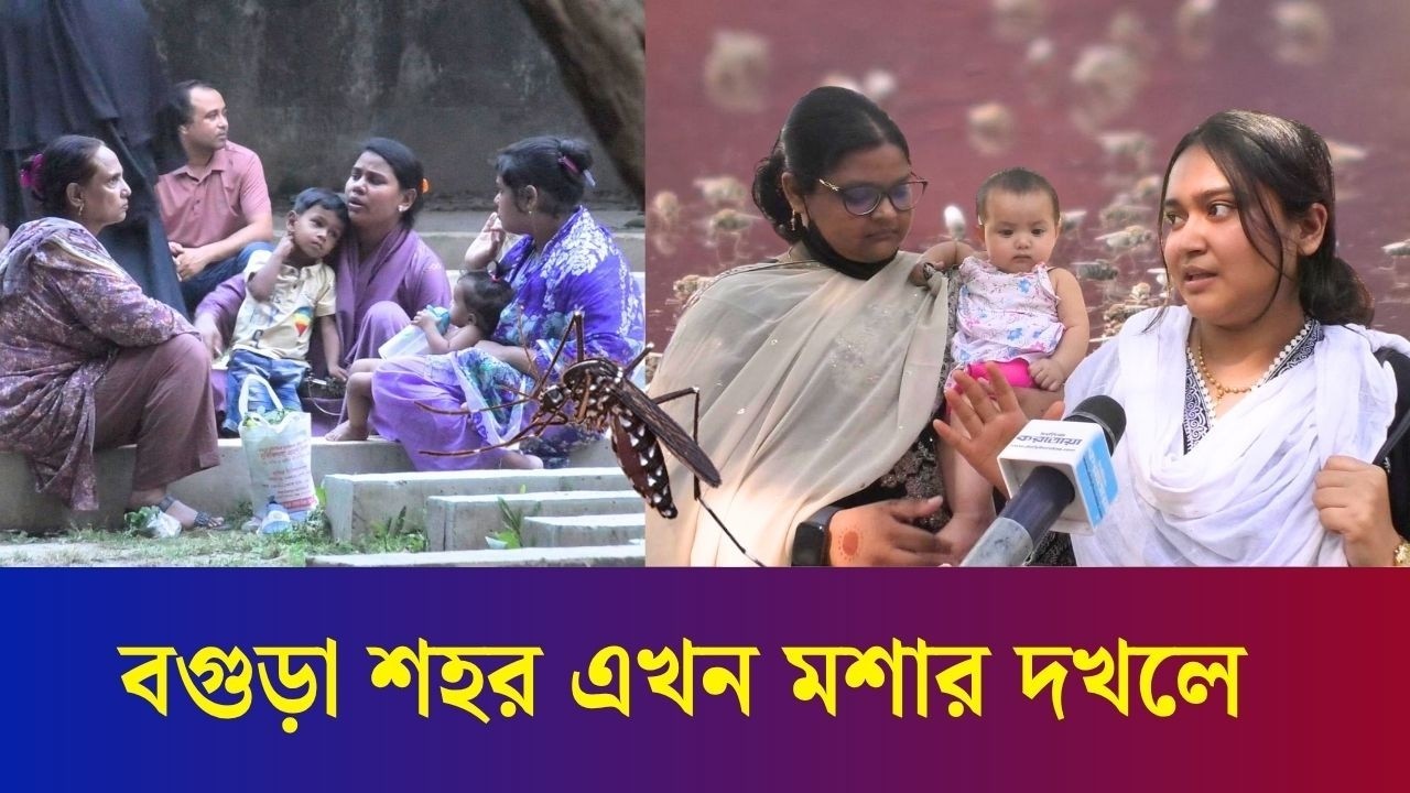 বগুড়া শহর এখন মশার দখলে, অতিষ্ঠ শহরবাসী